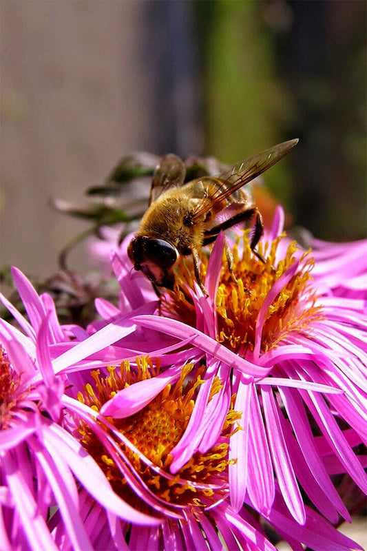 Bee Gathers Nectar From Pink Flower Poster Wall Art Print Home Wall Decor - xonomax