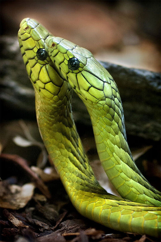 Animals Snakes Reptiles Nature Poster Wall Art Print Home Wall Decor - xonomax