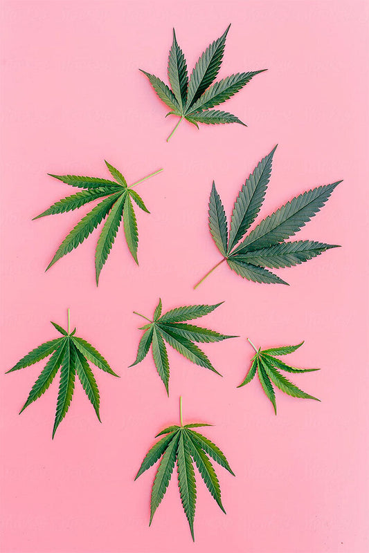 Marijuana Theme Hookah Party Poster Wall Art Print Home Wall Decor - xonomax