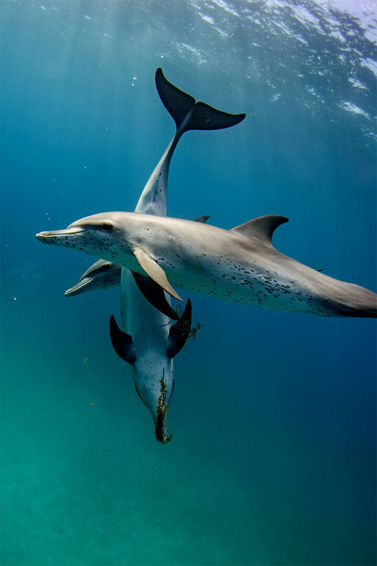 Animal Atlantic Dolphins Aquatic Life Poster Wall Art Print Home Wall Decor - xonomax