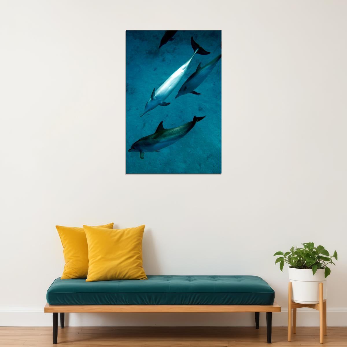 Animal Atlantic Dolphins Aquatic Mammals Poster Wall Art Print Home Wall Decor - xonomax