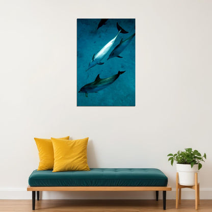 Animal Atlantic Dolphins Aquatic Mammals Poster Wall Art Print Home Wall Decor - xonomax