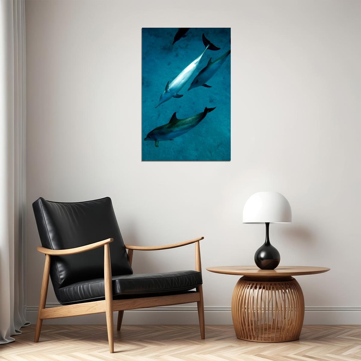 Animal Atlantic Dolphins Aquatic Mammals Poster Wall Art Print Home Wall Decor - xonomax