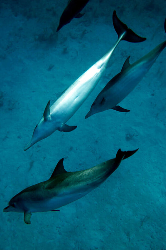 Animal Atlantic Dolphins Aquatic Mammals Poster Wall Art Print Home Wall Decor - xonomax