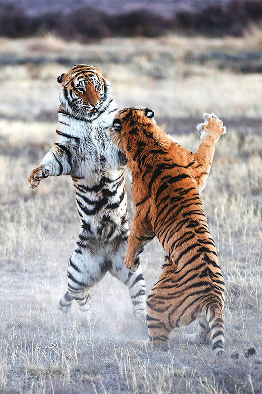 Animal Clash Of The Tigers Nature Forest Poster Wall Art Print Home Wall Decor - xonomax