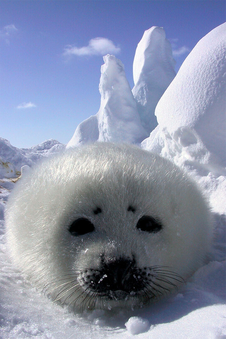 Baby Harp Seal Animal Fish And Marine Poster Wall Art Print Home Wall Decor - xonomax