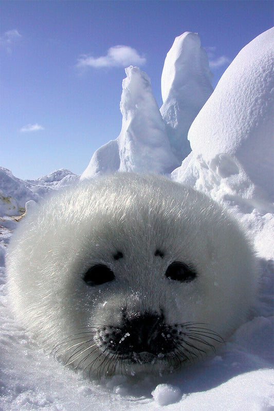 Baby Harp Seal Animal Fish And Marine Poster Wall Art Print Home Wall Decor - xonomax