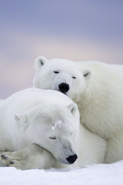 Polar Bears In The Snow Animals Polar Love Poster Wall Art Print Home Wall Decor