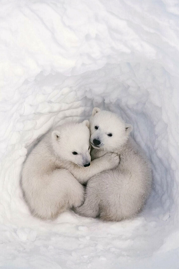 Polar Bears In The Snow Animals Polar Love Poster Wall Art Print Home Wall Decor