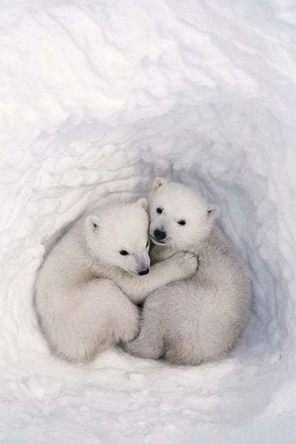 Polar Bears In The Snow Animals Polar Love Poster Wall Art Print Home Wall Decor