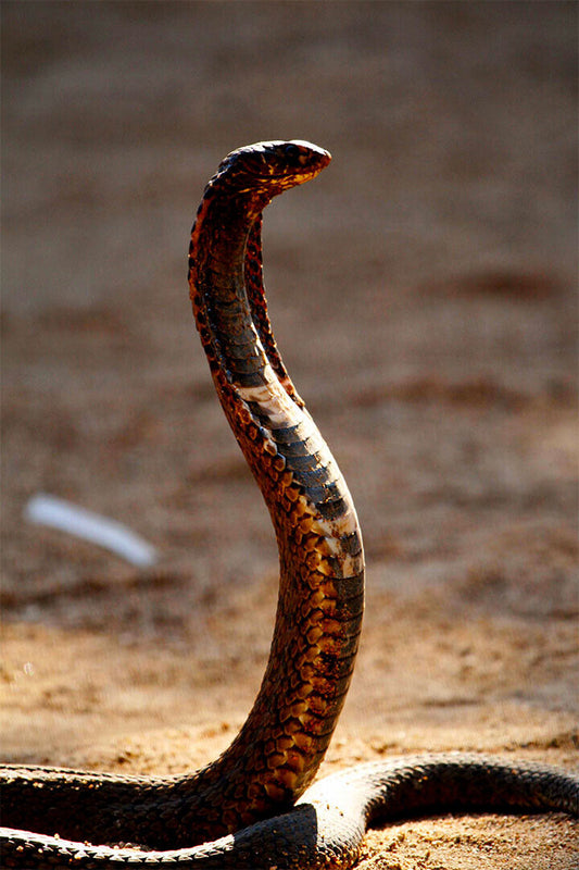 Cobra Reptile Animals Picture Poster Wall Art Print Home Wall Decor