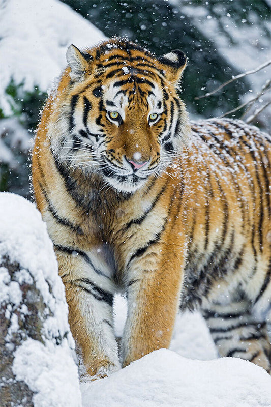 Tiger In Snow Animal Walking Picture Poster Wall Art Print Home Wall Decor