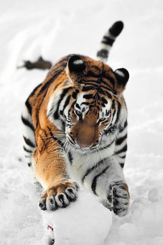 Tiger In Snow Animal Dangerous Picture Poster Wall Art Print Home Wall Decor