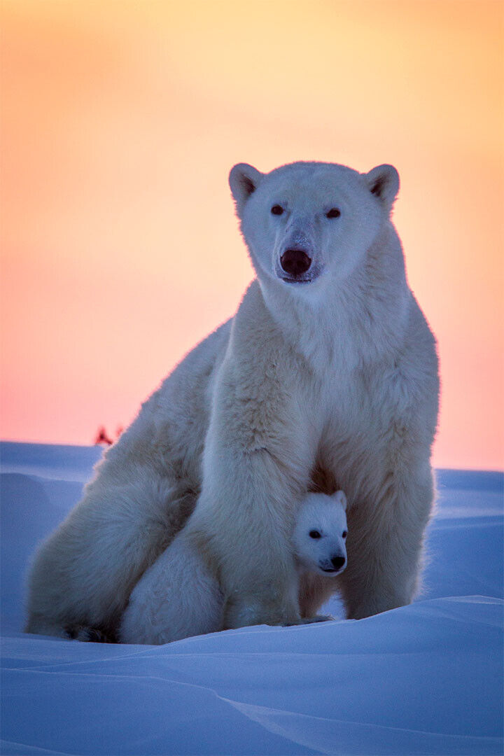 Polar Bears Animals Polar Love Picture Poster Wall Art Print Home Wall Decor