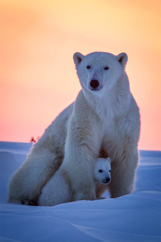 Polar Bears Animals Polar Love Picture Poster Wall Art Print Home Wall Decor