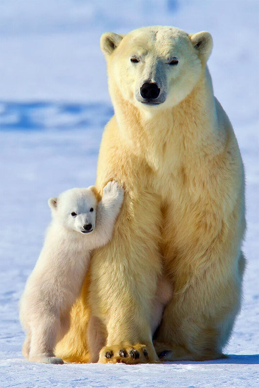 Polar Bears Animals Polar Love Poster Wall Art Print Home Wall Decor