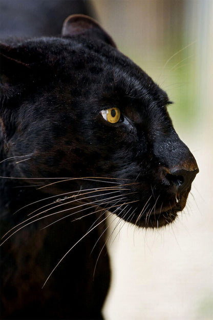 Mean Black Panther Animals Wild Nature Poster Wall Art Print Home Wall Decor