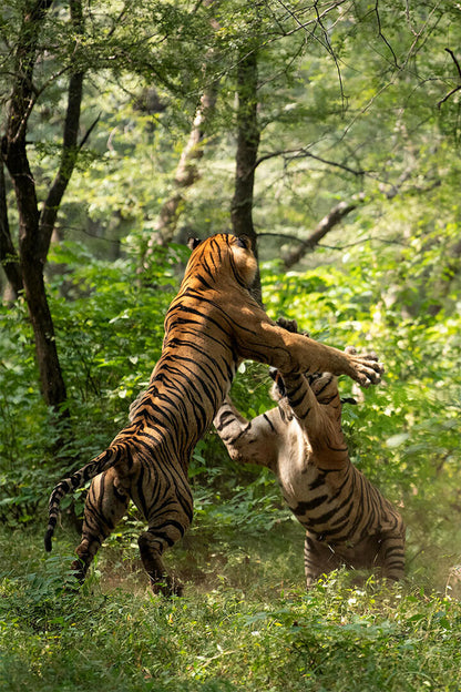 Animal Forest Clash Of The Tigers Poster Wall Art Print Home Wall Decor