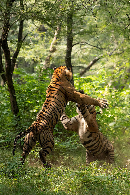 Animal Forest Clash Of The Tigers Poster Wall Art Print Home Wall Decor