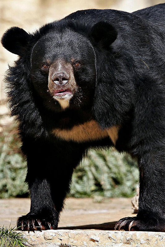 Sun Bear Animal Dangerous Poster Wall Art Print Home Wall Decor