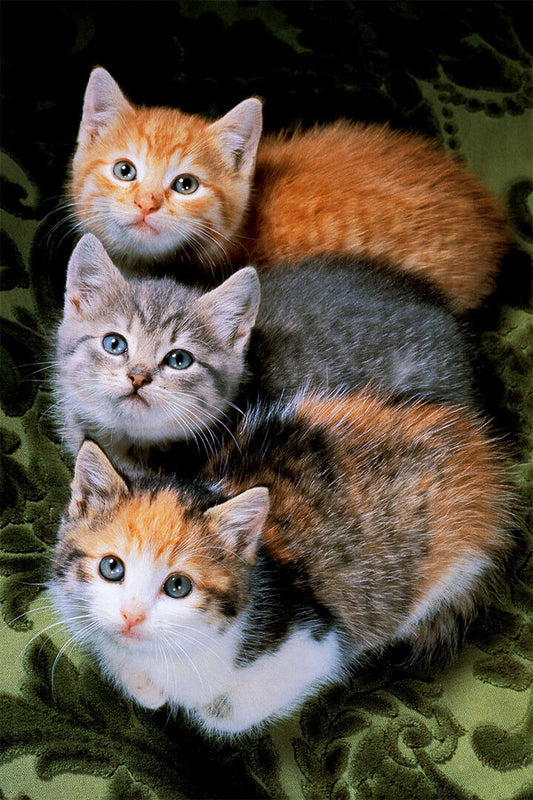 Three Cats Sweet Animals Cute Poster Wall Art Print Home Wall Decor