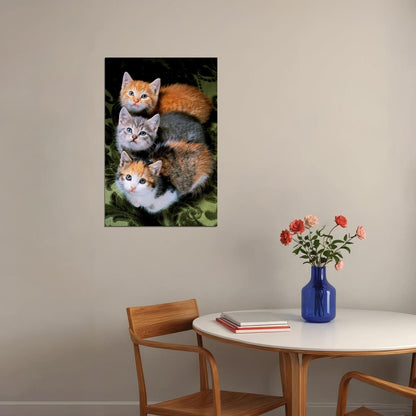 Three Cats Sweet Animals Cute Poster Wall Art Print Home Wall Decor