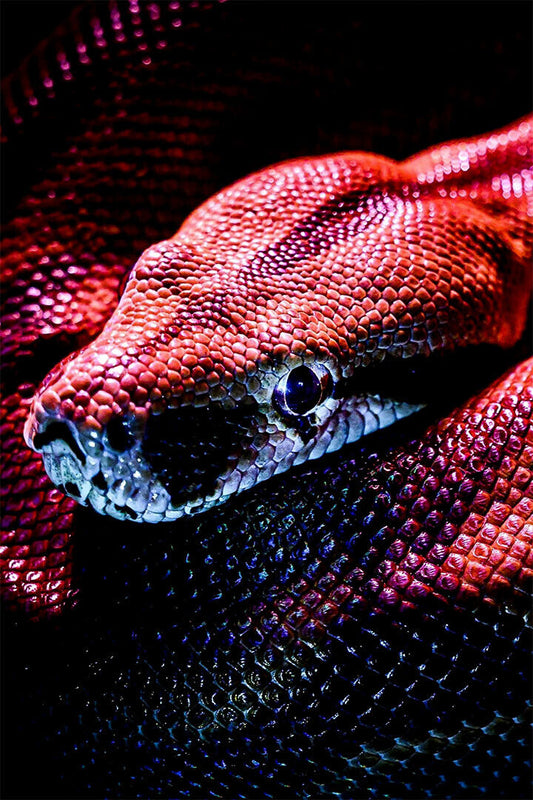 Snake Psychedelic Cobra Animal Reptile Poster Wall Art Print Home Wall Decor