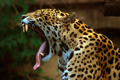 Jaguar Panthera Pardus Animal Wild Animals Poster Wall Art Print Home Wall Decor