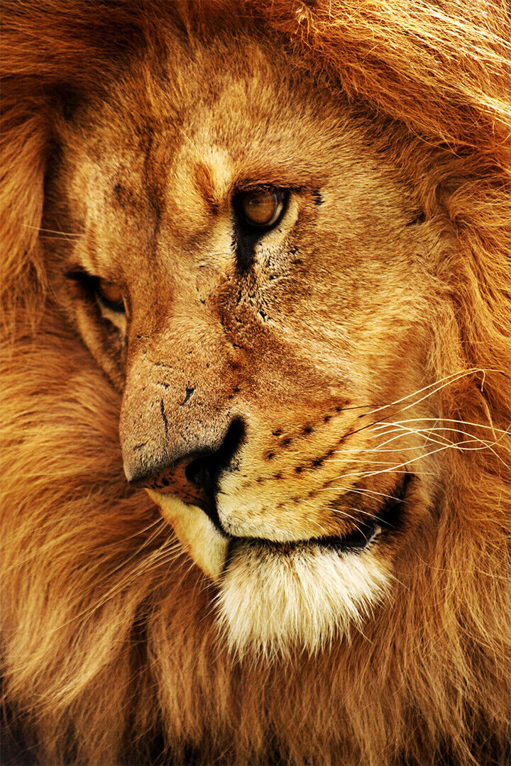 Wild Lion Untamed Cat Dangerous Nature Poster Wall Art Print Home Wall Decor