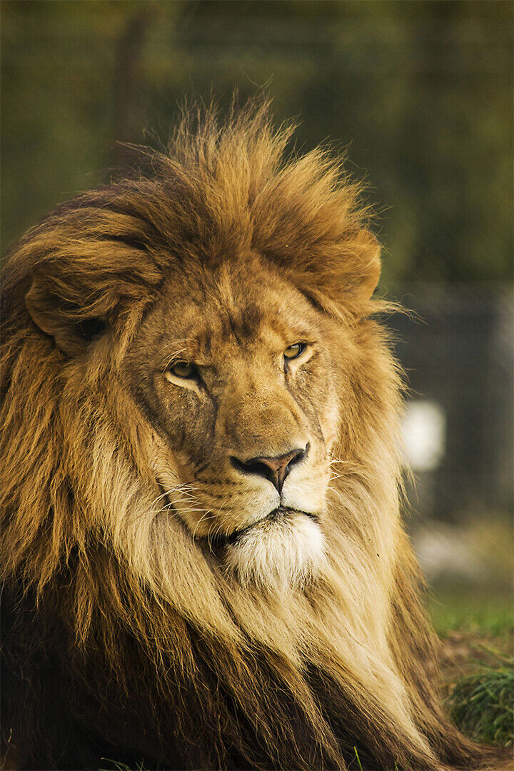 Wild Lion Noble Cat Symbol Power Poster Wall Art Print Home Wall Decor