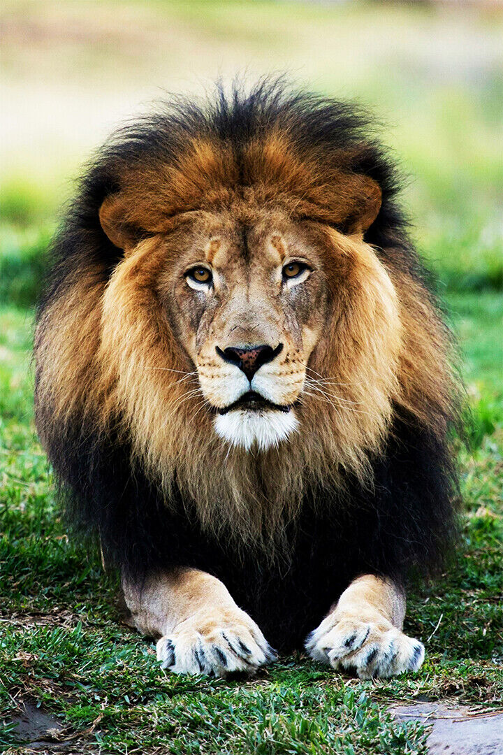 Wild Lion Dangerous Animals Nature Poster Wall Art Print Home Wall Decor