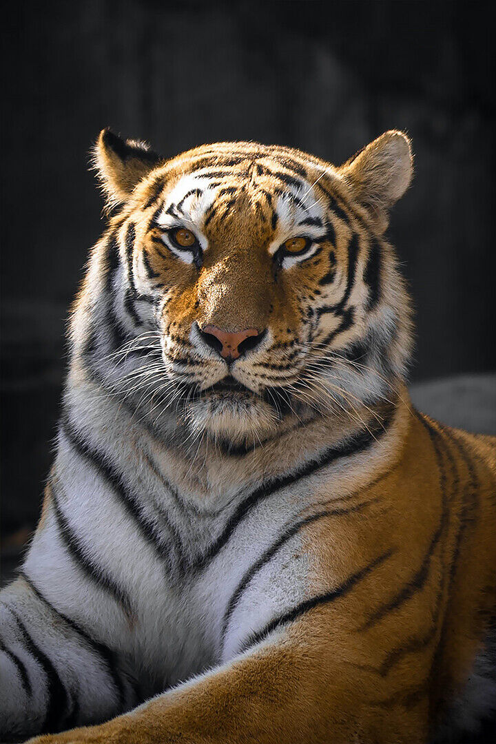Brown And Black Tiger Lying On Ground Poster Wall Art Print Home Wall Decor