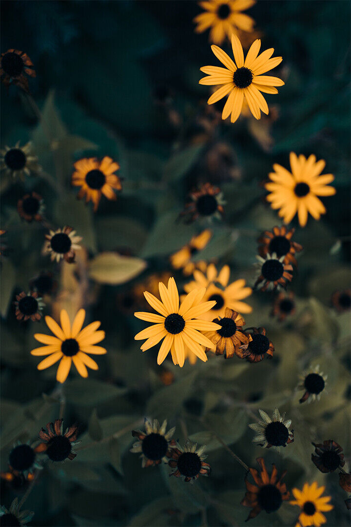 Macros Photography Of Yellow Field Flowers Poster Wall Art Print Home Wall Decor