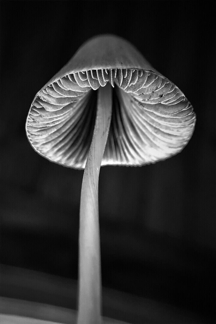 Grayscale Close-up Photo Of Mushroom Poster Wall Art Print Home Wall Decor