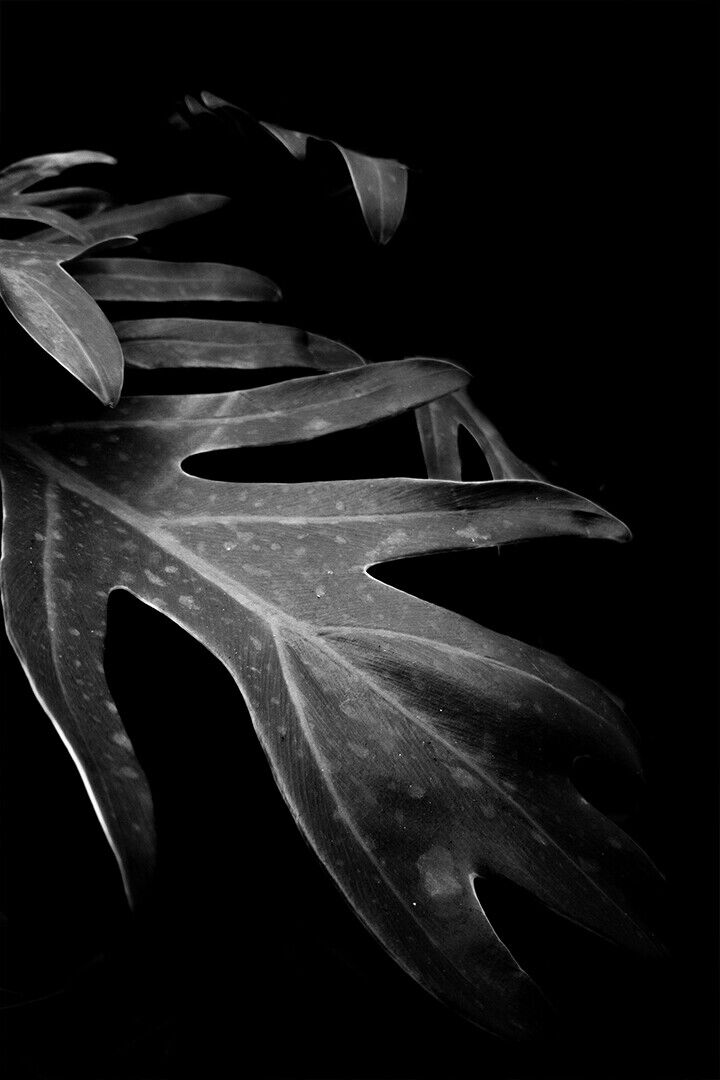 Black And White Photo Of Green Leaf Plant Poster Wall Art Print Home Wall Decor