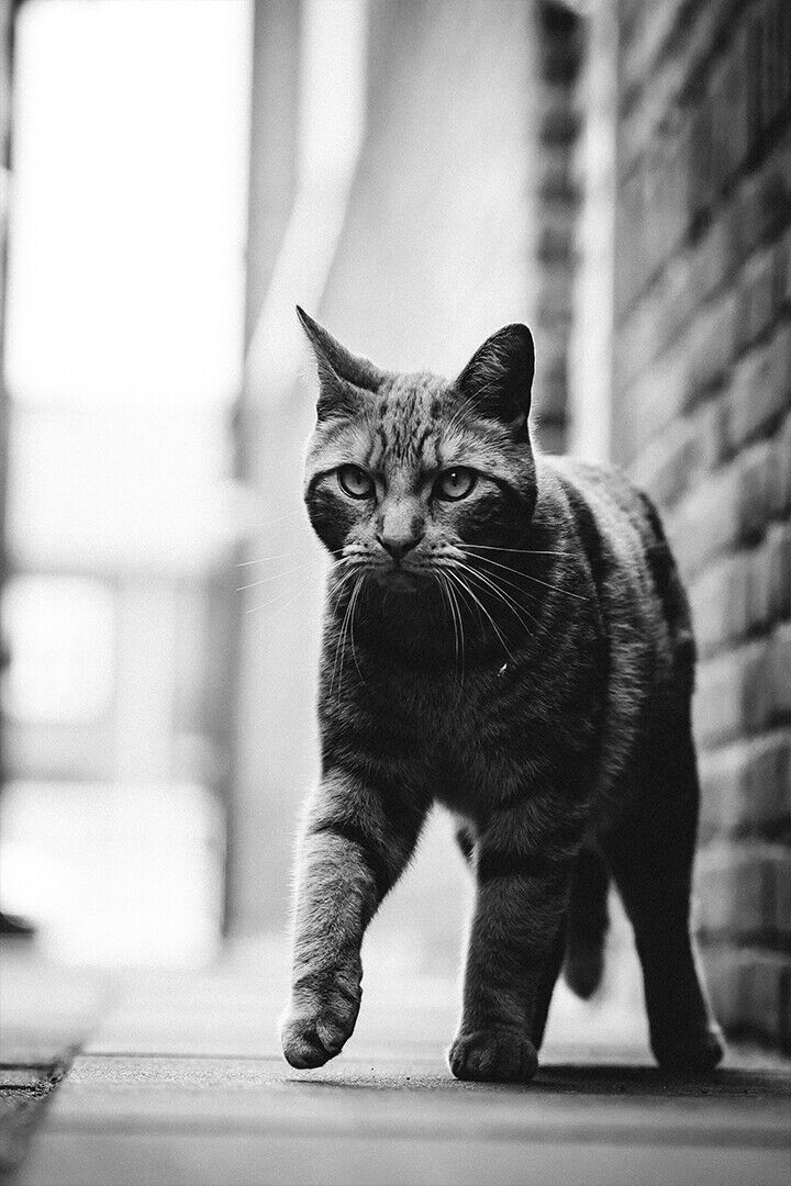 Black And White Photo Of Cat Walking On Street Poster Wall Art Print Home Wall Decor