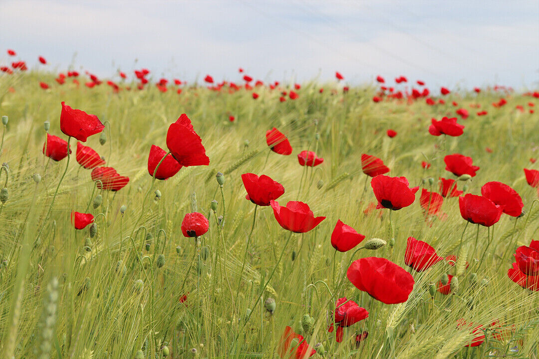 Grass Fields With Red Flowers Poster Wall Art Print Home Wall Decor
