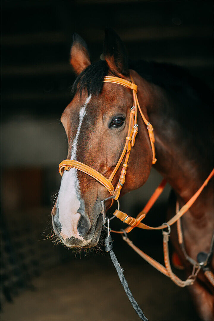 Muzzle Of Brown Horse Poster Wall Art Print Home Wall Decor