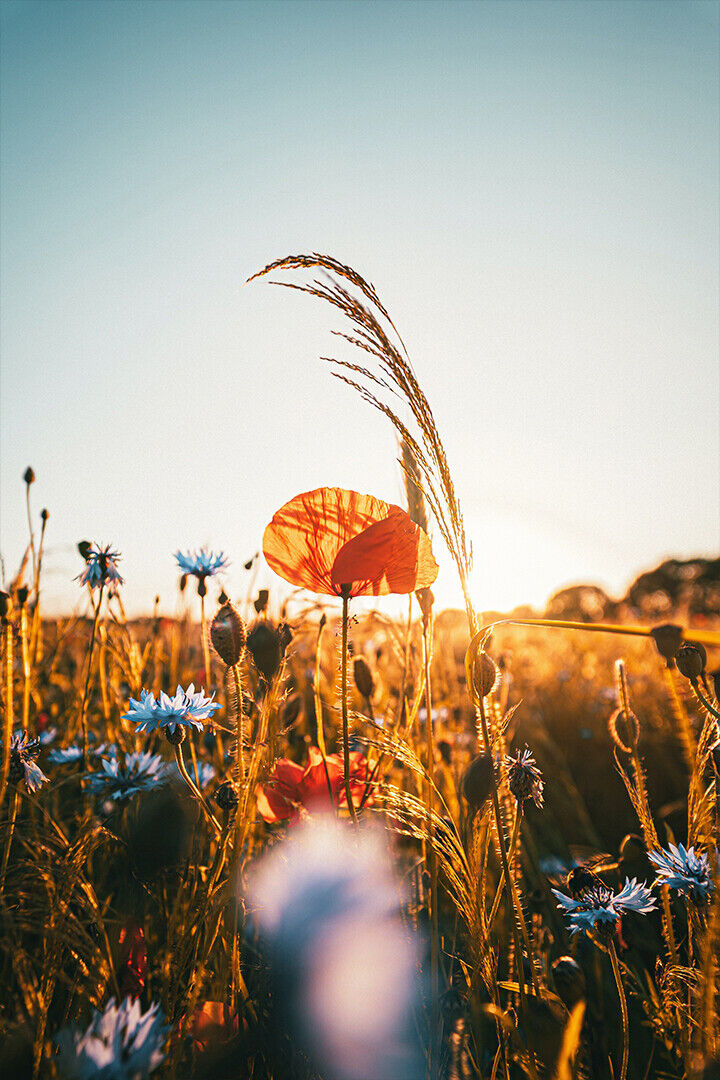Selective Focus Photo Of Fields Flowers Poster Wall Art Print Home Wall Decor