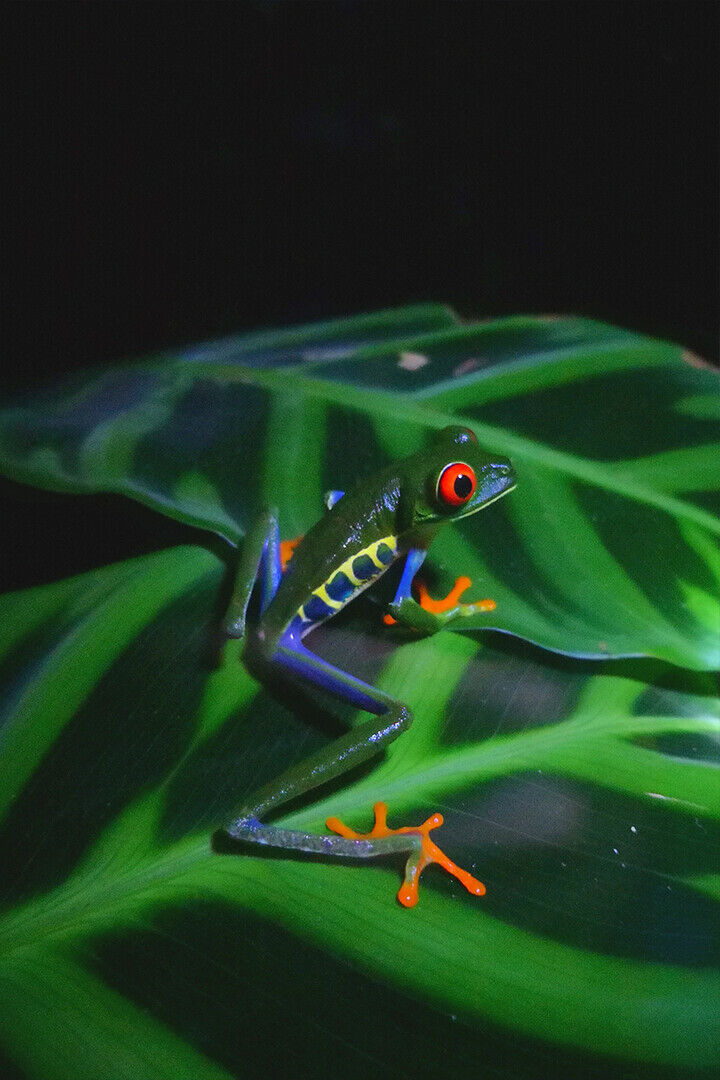 Close Up Photo Of Green Frog Poster Wall Art Print Home Wall Decor