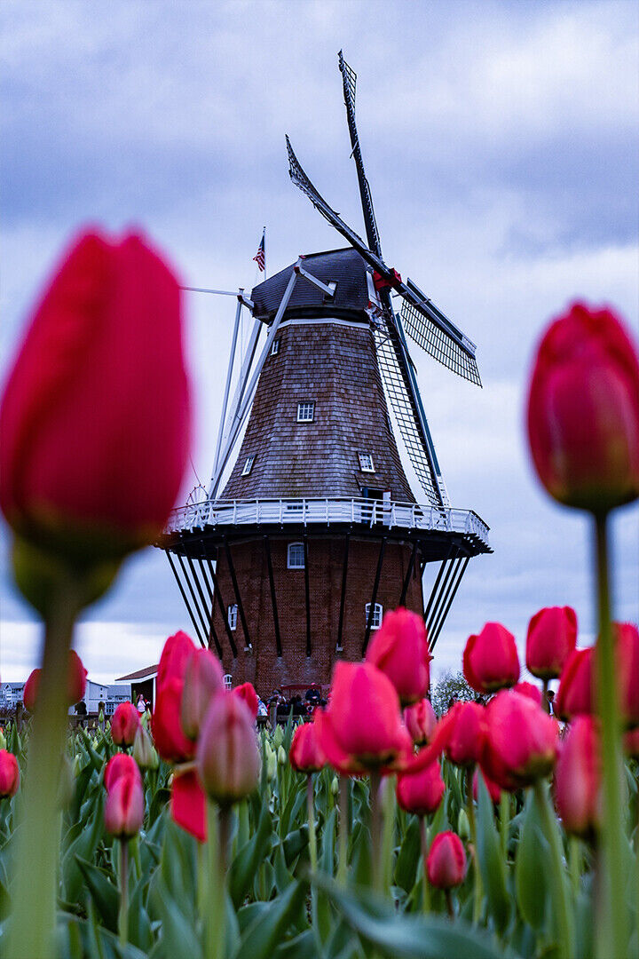 Wooden Windpower House In Tulips Field Poster Wall Art Print Home Wall Decor