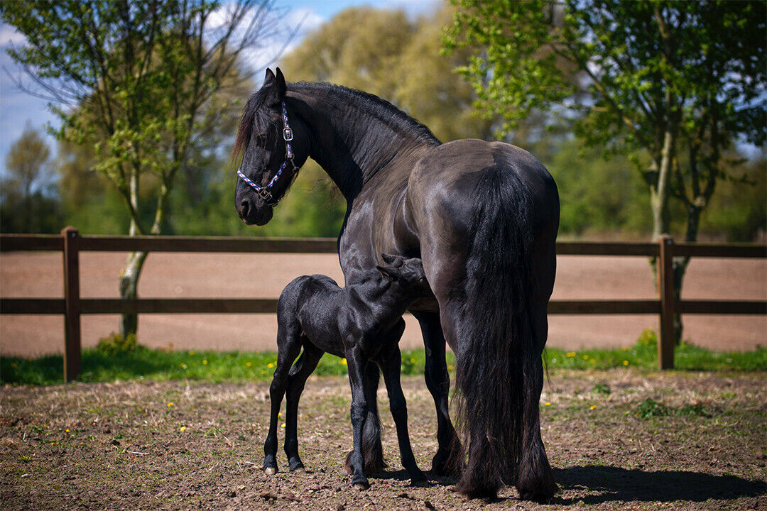 Two Black Horses On Field Poster Wall Art Print Home Wall Decor