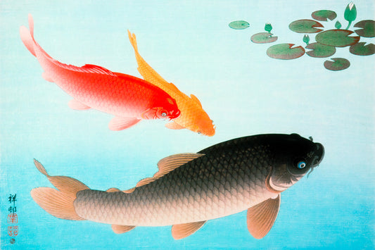 Koi Fish In The Pond Japanese Traditional Poster