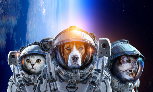 Three Astronaut Pets Two Cats And Dog Explore Space Animal Art Poster - xonomax