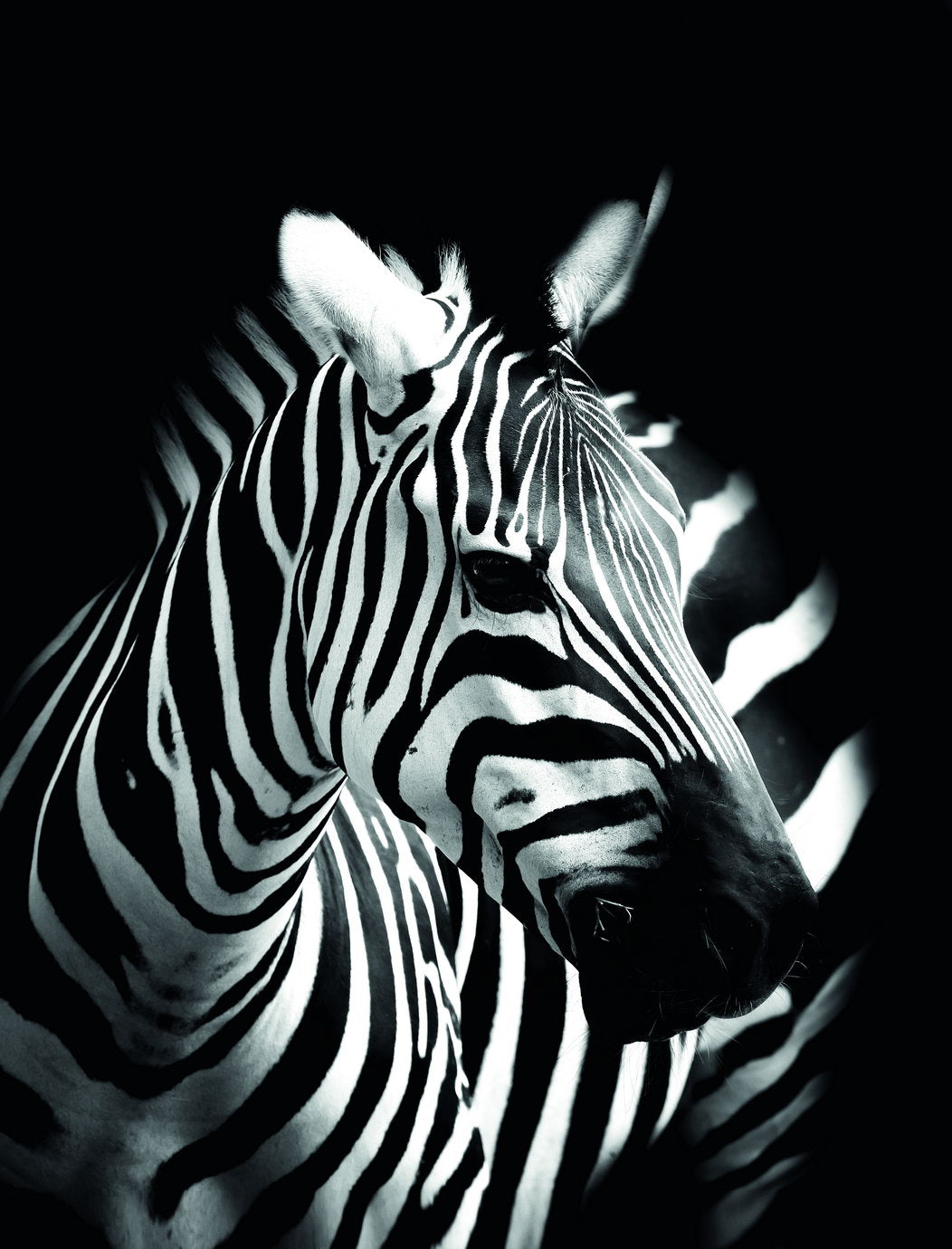 Stripes in the Night: A Minimalist Zebra Animal Art Poster - xonomax