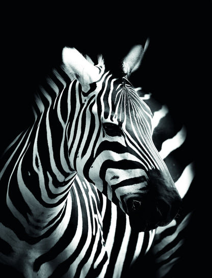Stripes in the Night: A Minimalist Zebra Animal Art Poster - xonomax
