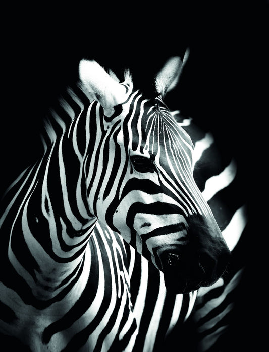 Stripes in the Night: A Minimalist Zebra Animal Art Poster - xonomax