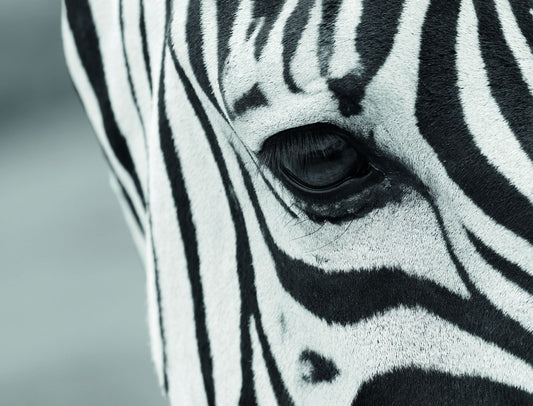 Close-Up Zebra's Eye Animal Art Poster - xonomax