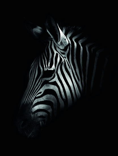 Fading Into The Night Zebra's Silhouette Disappears Darkness Animal Art Poster - xonomax