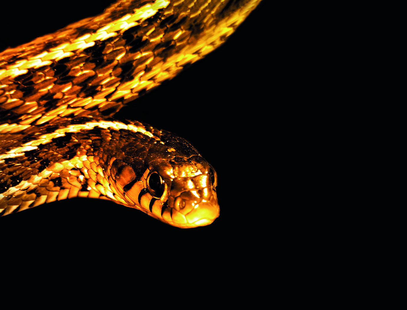 Golden Serpent A Striking Regal Creature Coils Black Background Animal Art Poster - xonomax